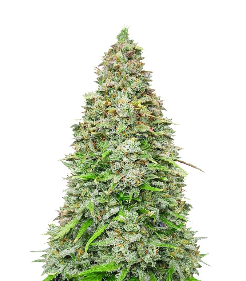 Original Auto Afghan Kush, Фасовка: 1