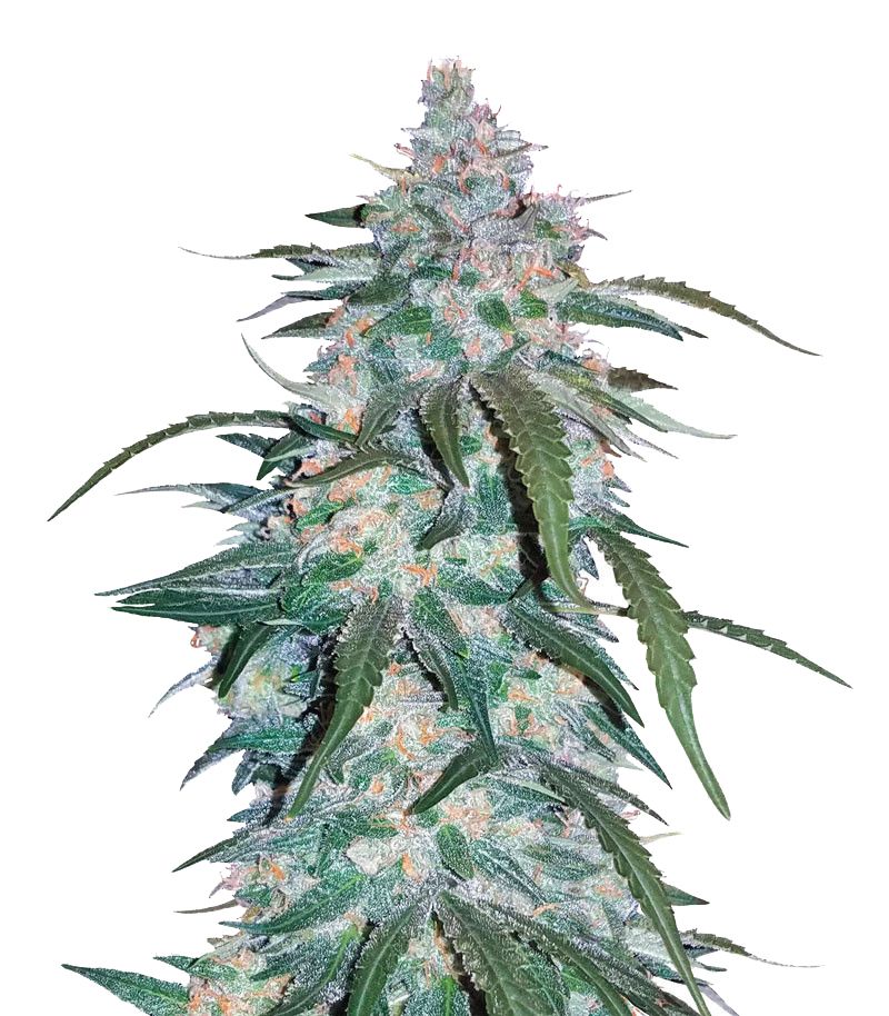 Pineapple Express Auto, Фасовка: 1