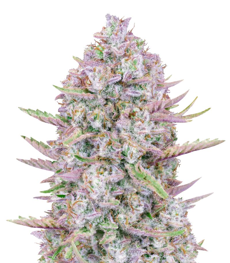 Purple Punch Auto, Фасовка: 1