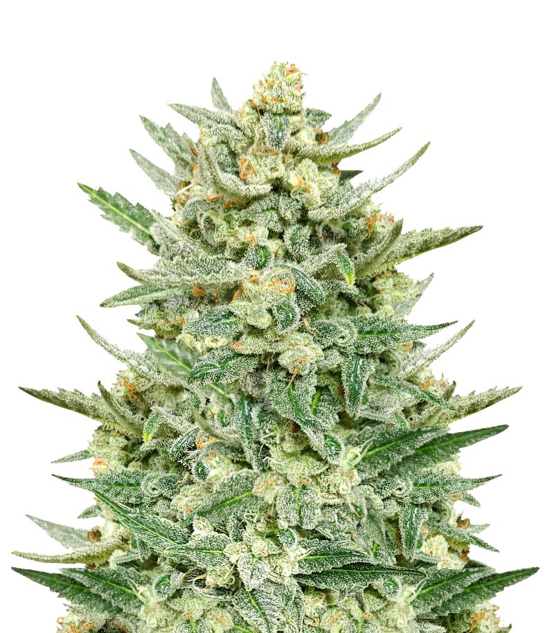 Strawberry Banana Auto, Фасовка: 1