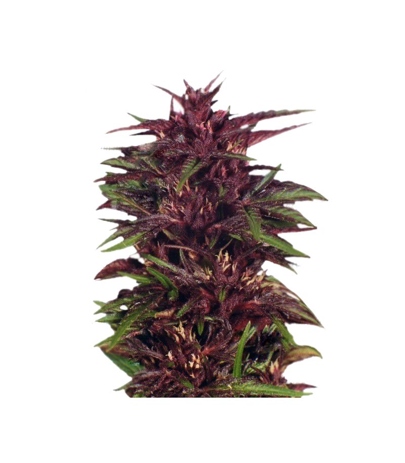 Twilight, Фасовка: 3