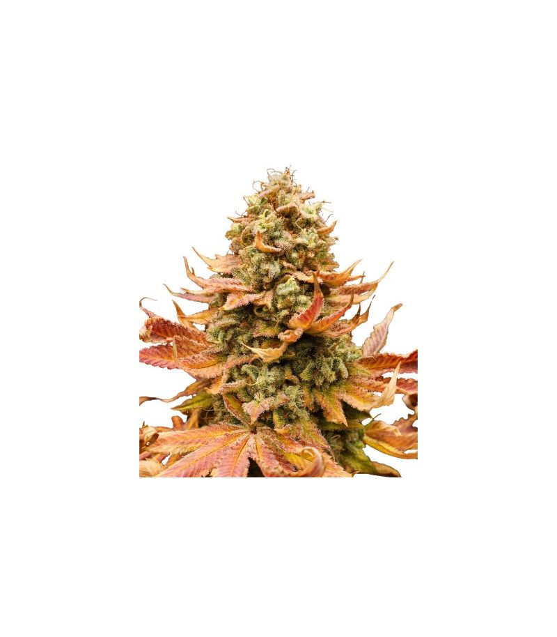 Watermelon Zkittlez, Фасовка: 3