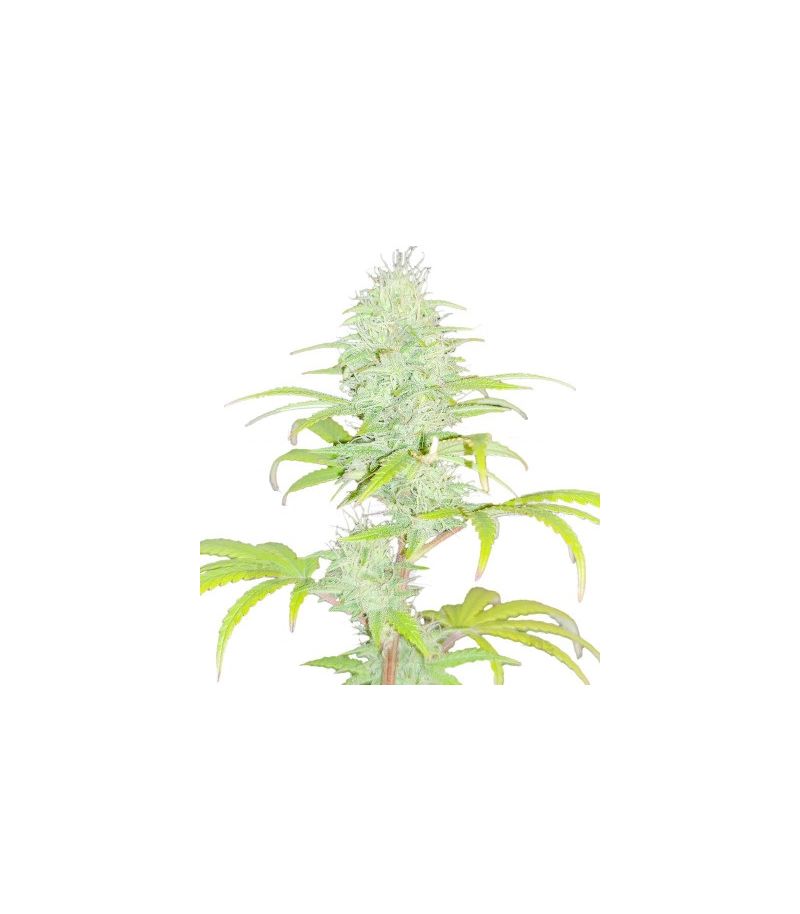 Wedding Cake, Фасовка: 3