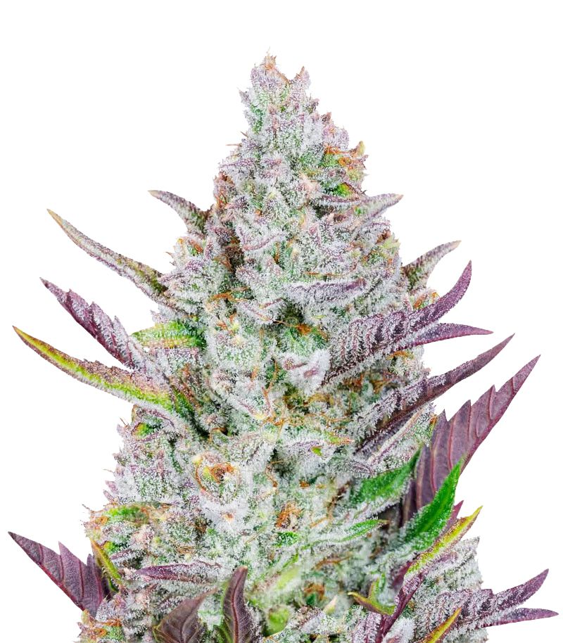 Wedding Glue Auto, Фасовка: 3