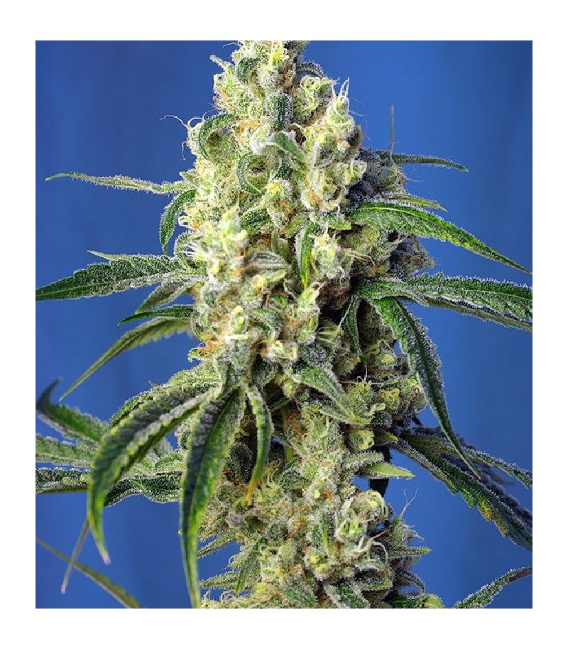 Green Poison CBD, Фасовка: 5+2