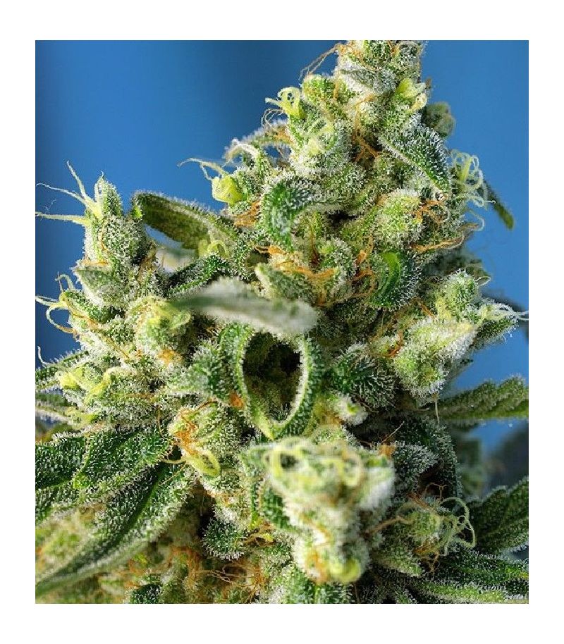 Sweet Amnesia Haze, Фасовка: 3+1, изображение 2