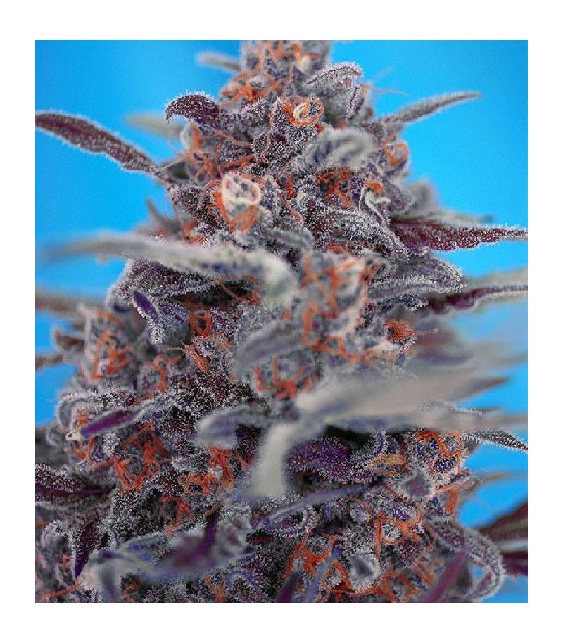 Devil Cream Auto, Фасовка: 3+1, изображение 2