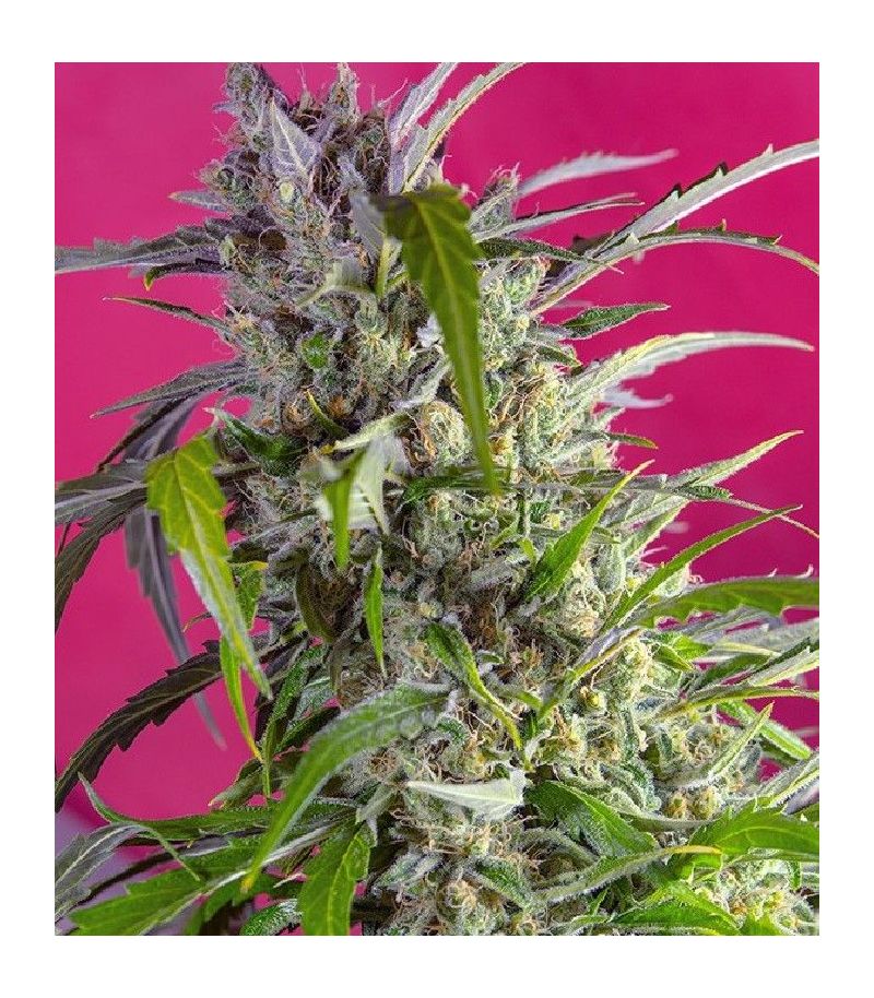 Crystal Candy Auto, Фасовка: 3+1, изображение 2