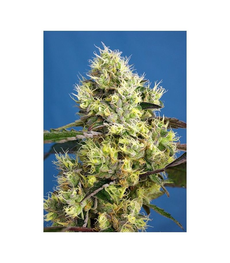 Sweet Gelato Auto, Фасовка: 3+1