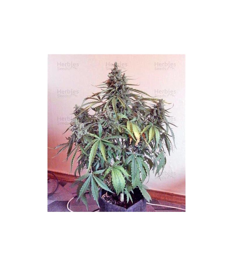 Sweet Nurse Auto CBD, Фасовка: 3+1, изображение 2