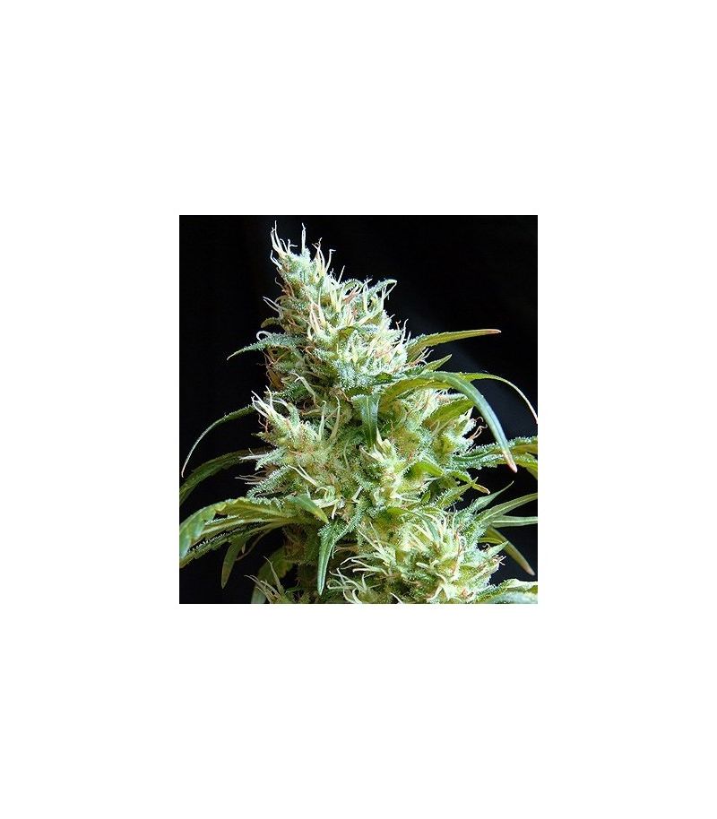 Flash Back #2, Фасовка: 3+1