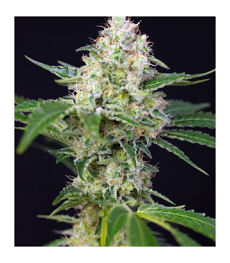 Crystal Candy, Фасовка: 3+1, изображение 2