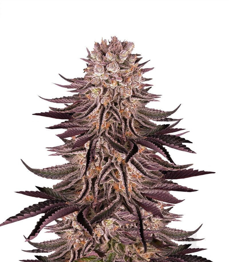 Mimosa x Orange Punch, Фасовка: 3