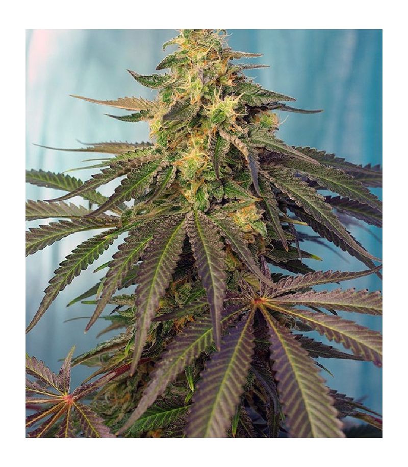 Cream Caramel CBD, Фасовка: 5+2, изображение 2