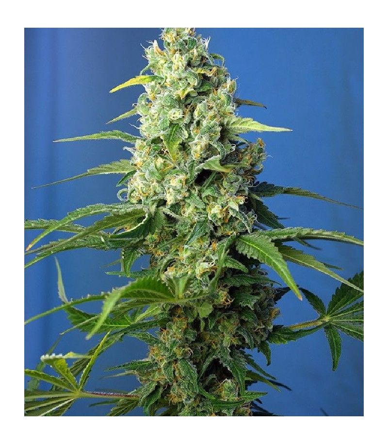 Honey Peach Auto CBD, Фасовка: 3+1