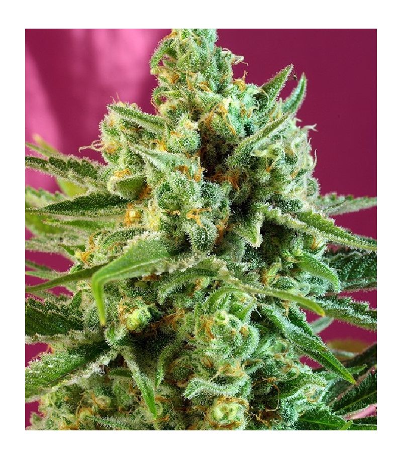 S.A.D. Sweet Afgani Delicious CBD, Фасовка: 5+2