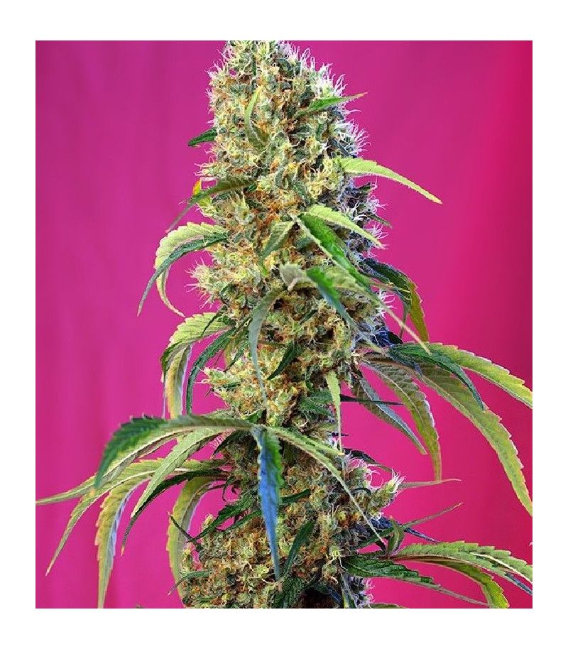 Black Jack CBD, Фасовка: 5+2, изображение 2