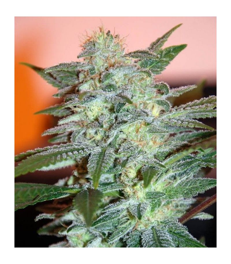 Yumbolt 47, Фасовка: 3