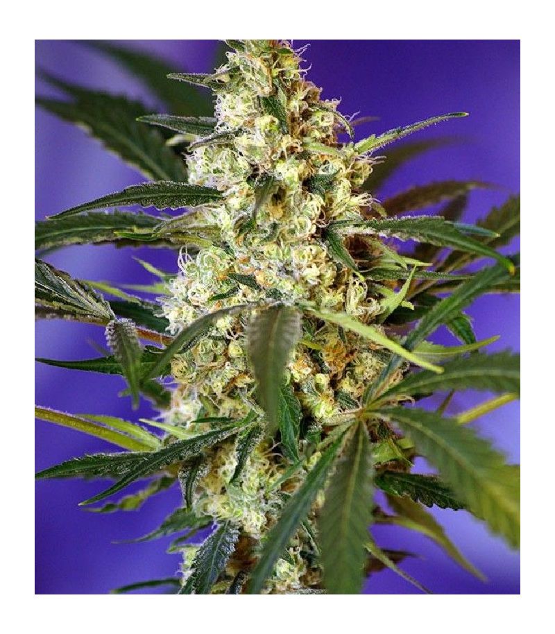 Fast Bud #2 Auto, Фасовка: 3+1