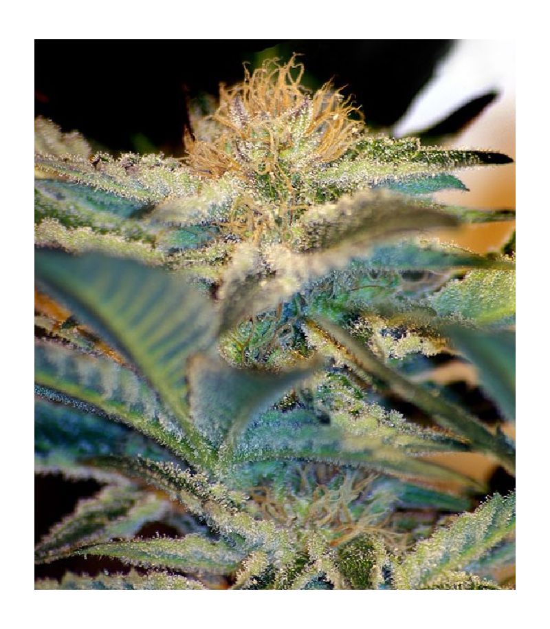 Mohan Ram, Фасовка: 3+1, изображение 2