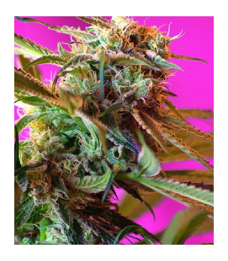 Wild Rose, Фасовка: 5+2, изображение 2