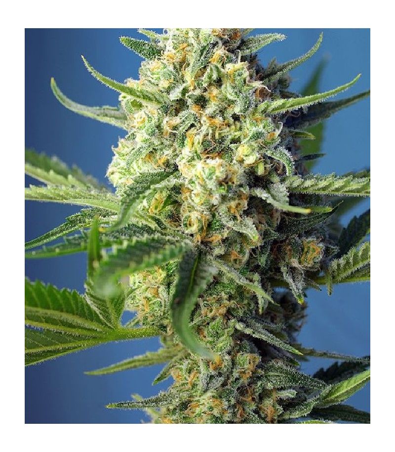 S.A.D. Sweet Afgani Delicious Auto, Фасовка: 3+1