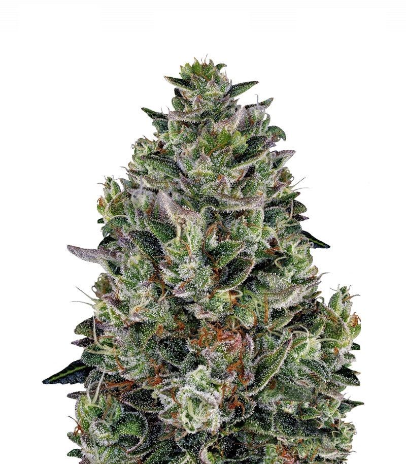 Glookies, Фасовка: 3