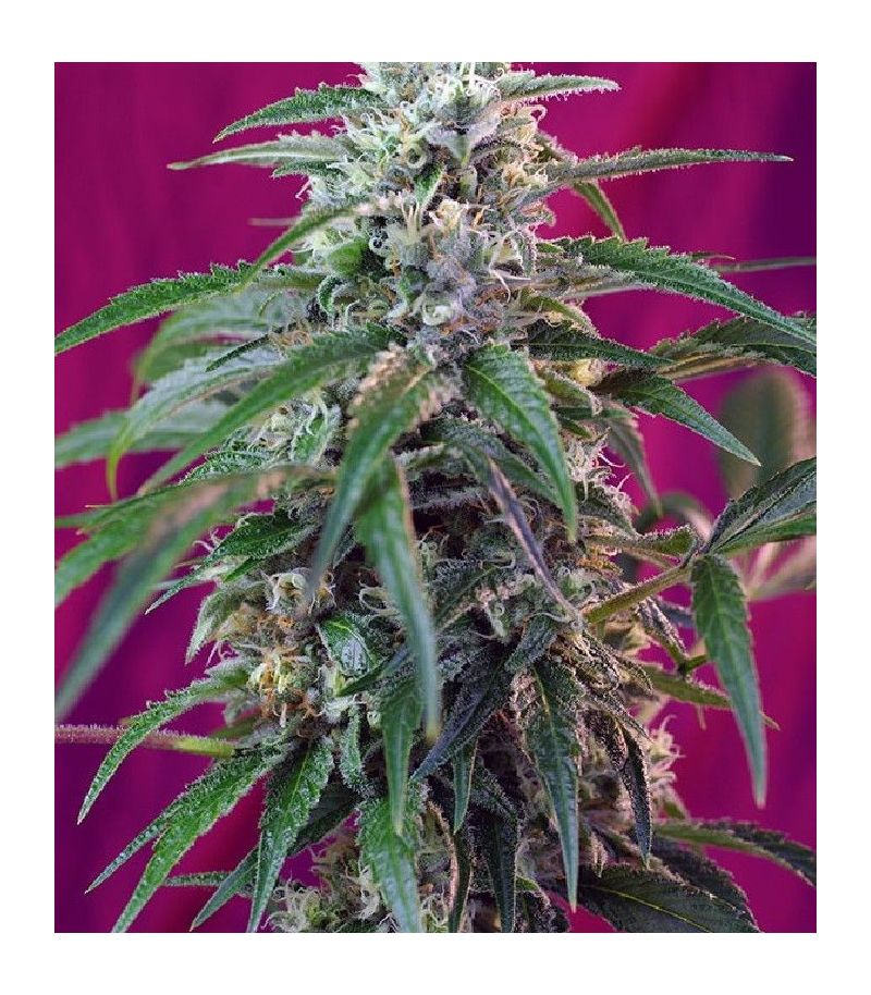 Green Poison Auto, Фасовка: 3+1