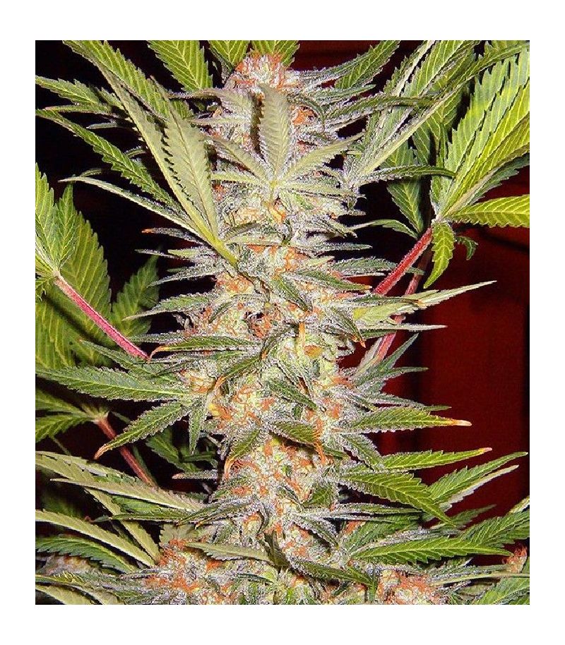 S.A.D. Sweet Afgani Delicious S1, Фасовка: 3+1