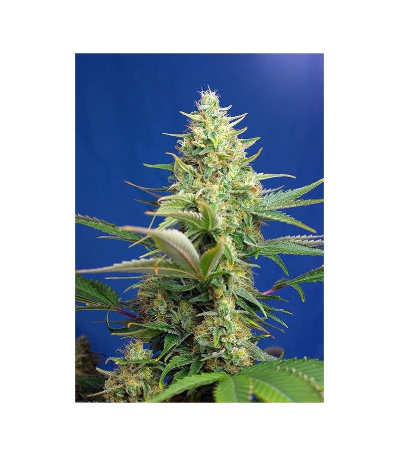 Sweet Pure Auto CBD, Фасовка: 3+1, изображение 2