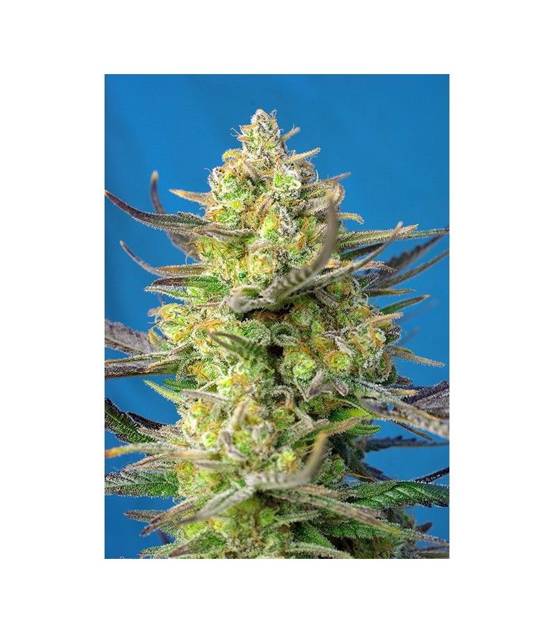 Sweet Cheese XL Auto, Фасовка: 5+2, изображение 2