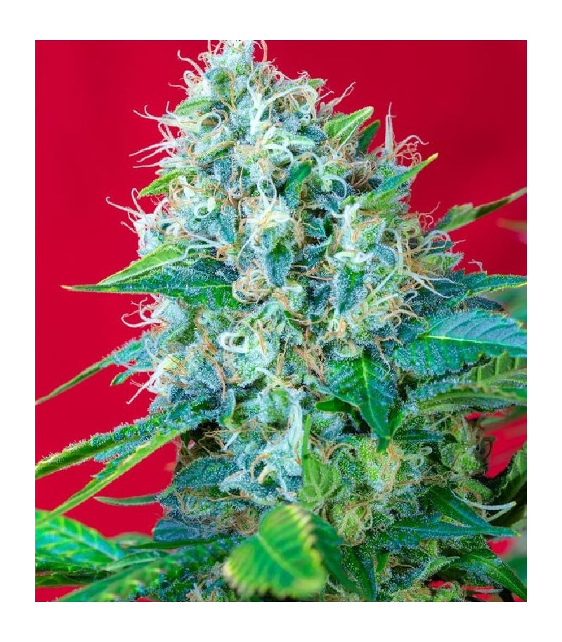 Green Poison, Фасовка: 5+2