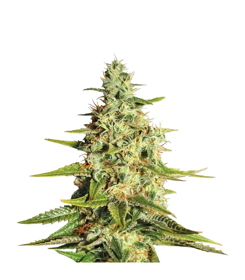 Acapulco Gold, Фасовка: 3