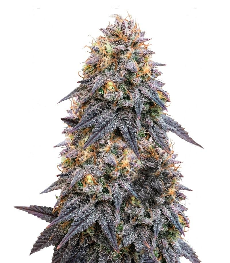 Biscotti Mintz, Фасовка: 3