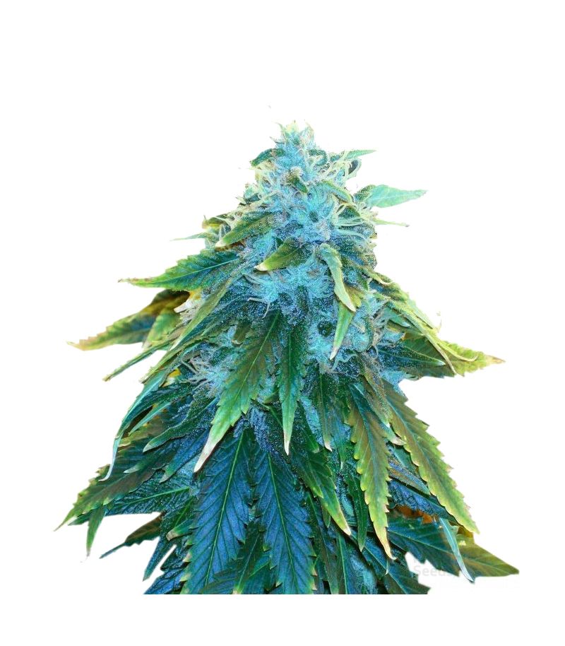 AK-48, Фасовка: 5