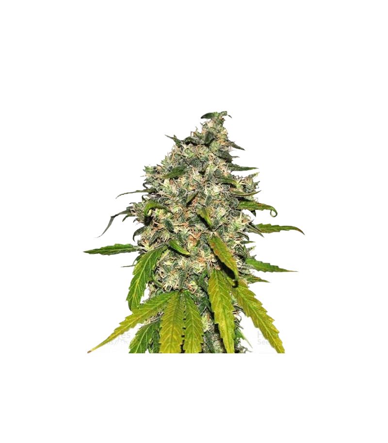 AK-48 Auto, Фасовка: 5