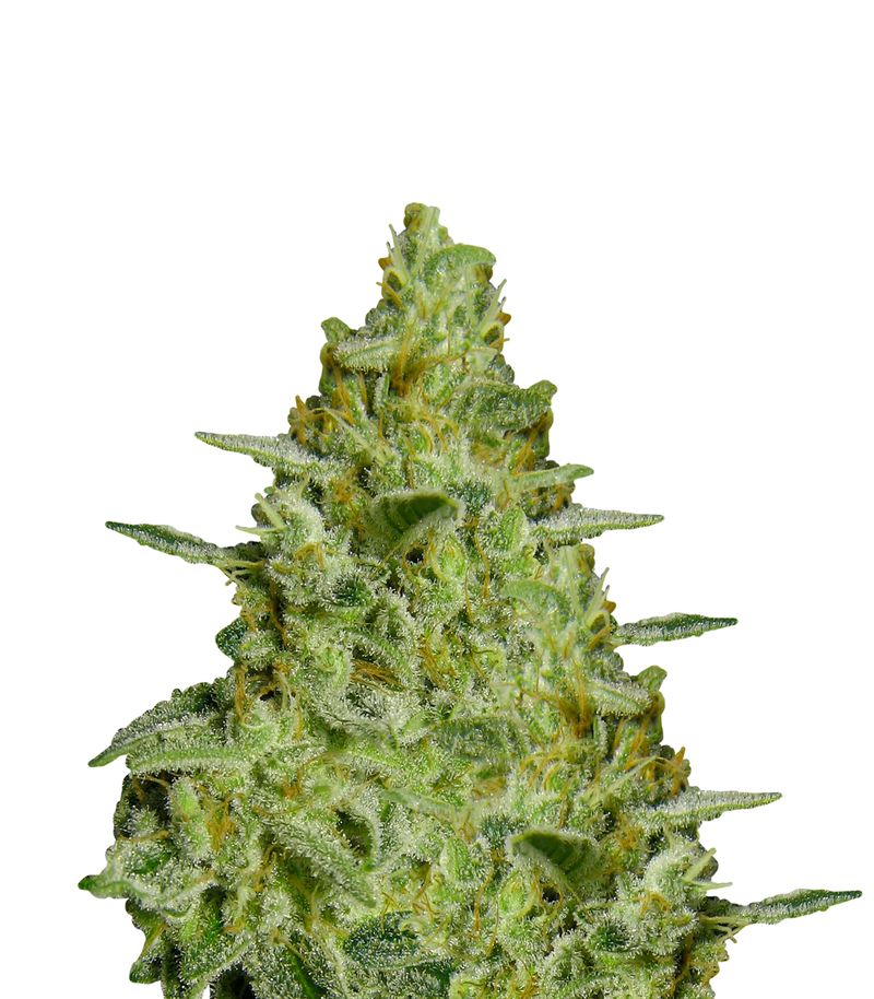 Allkush, Фасовка: 5