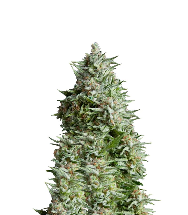 Alpujarrena, Фасовка: 3+1