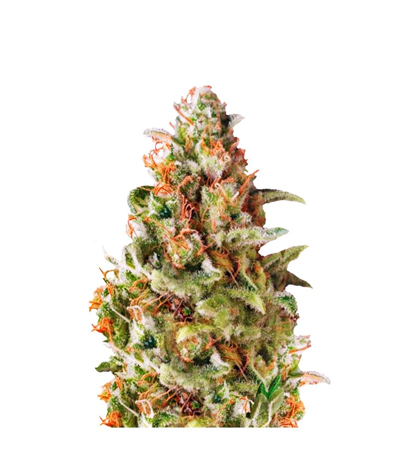 American Pie, Фасовка: 5+2