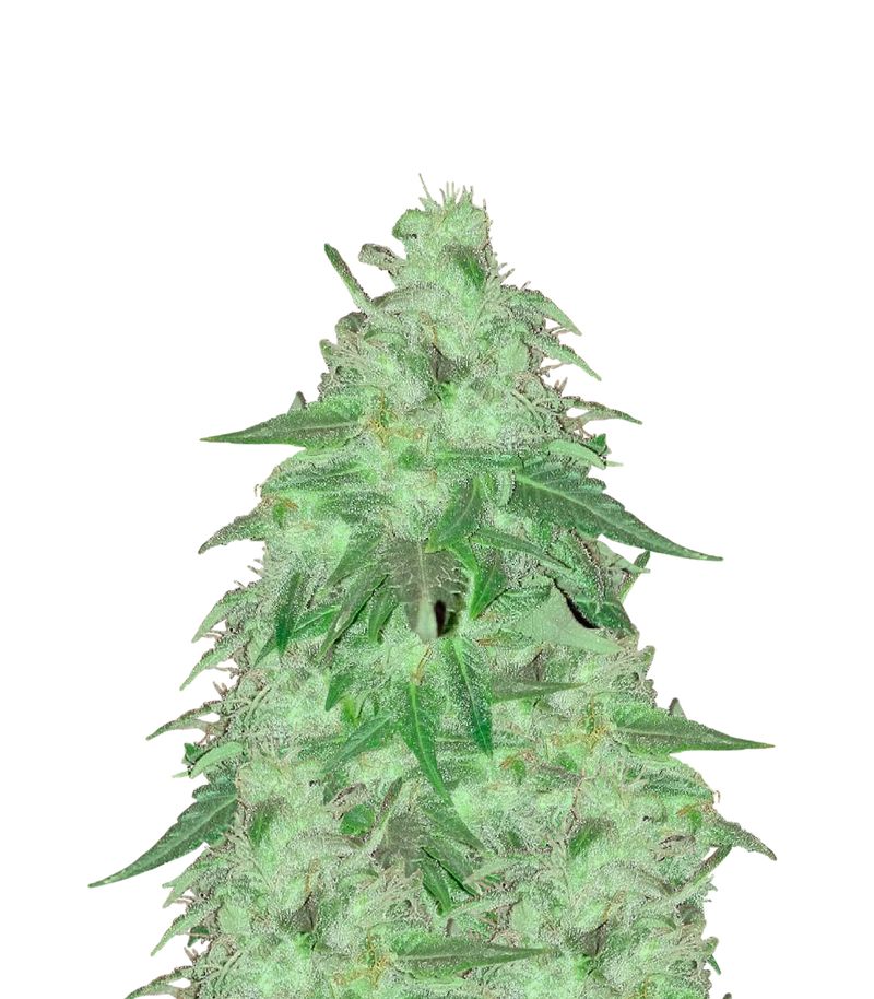 Anubis, Фасовка: 3+1, изображение 2