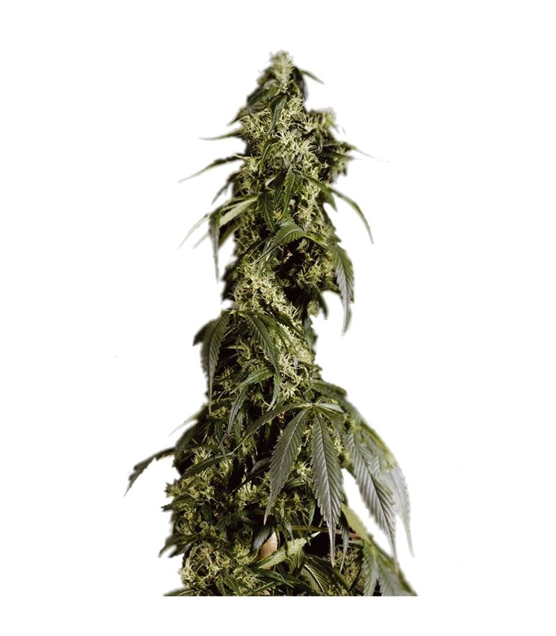 Arjan's Haze #1, Фасовка: 5