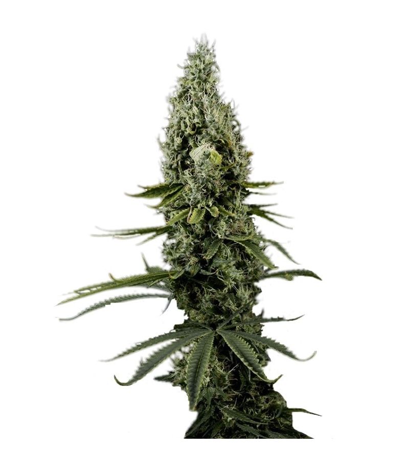 Arjan's Haze #3, Фасовка: 3