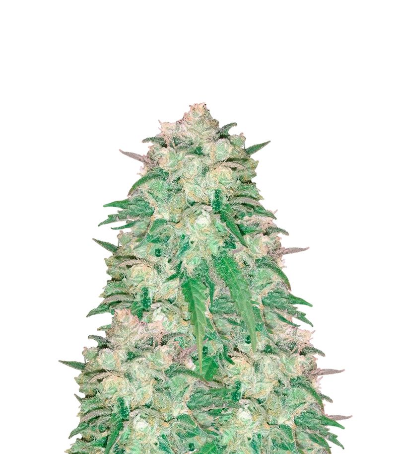 Atomical Haze, Фасовка: 5, изображение 2