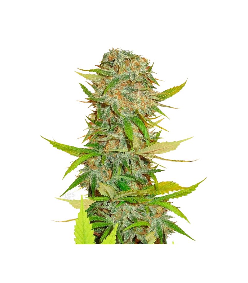 Aurora Indica Reg, Фасовка: 10