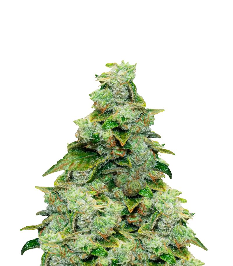 Acid Auto, Фасовка: 3