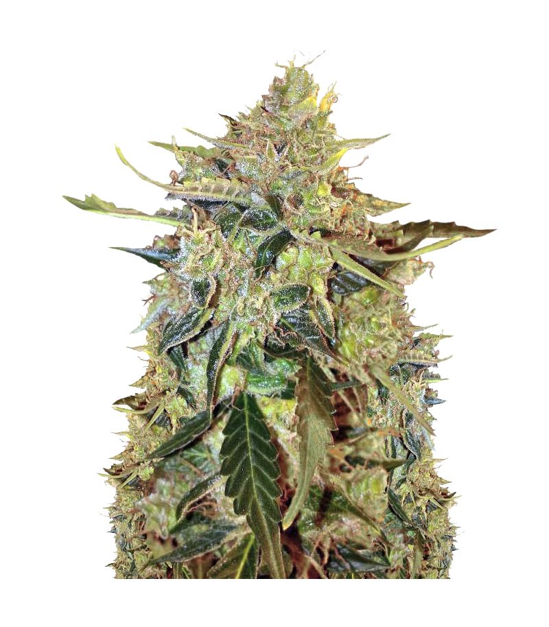 American Pie Auto, Фасовка: 5+2, изображение 2