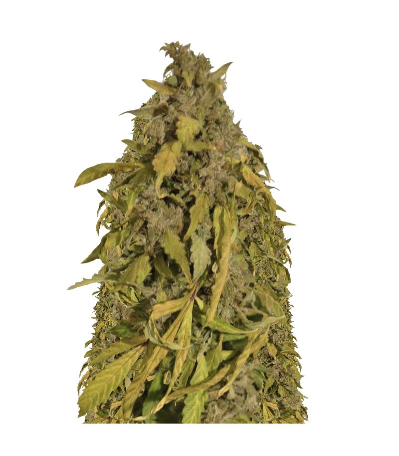 Amnesia Gold Auto, Фасовка: 5+2, изображение 2