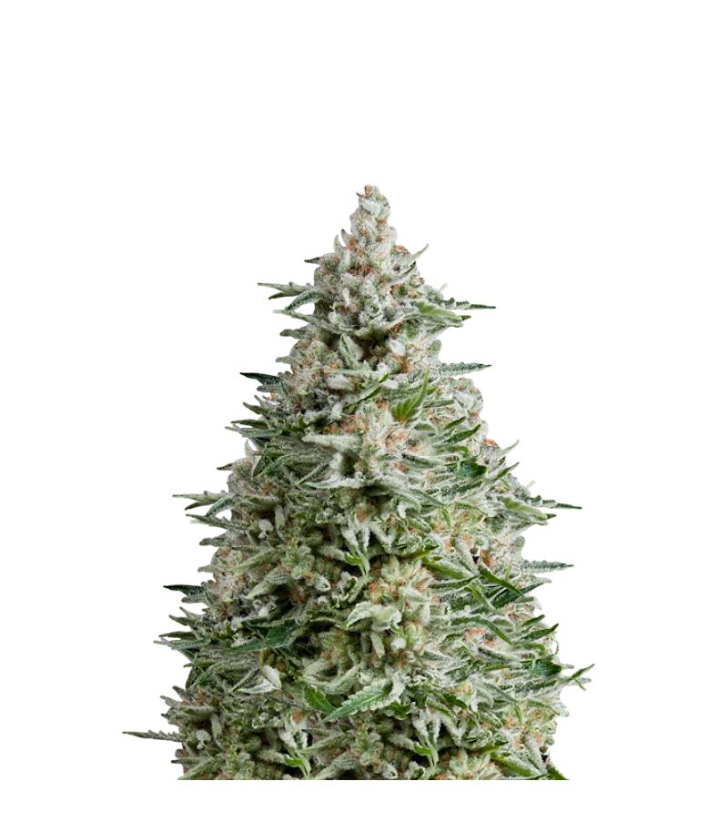 Amnesia Gold Auto, Фасовка: 5+2