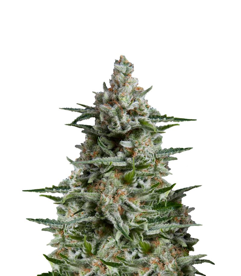 Anesthesia Auto, Фасовка: 3+1