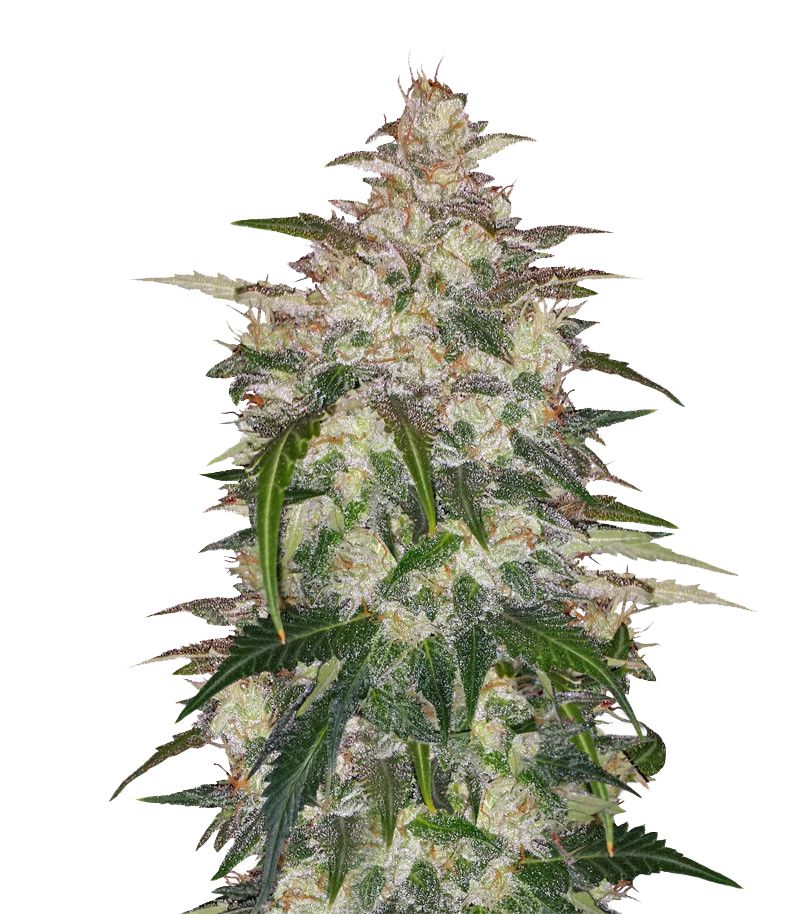 Anubis Auto, Фасовка: 3+1